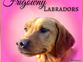 Labrador Retriever dogs - Advert 34