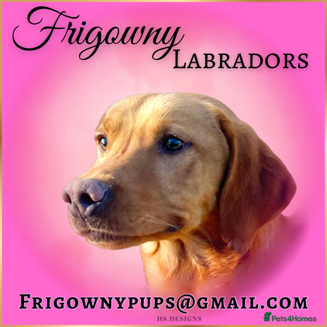 Labrador Retriever dogs - Advert 6