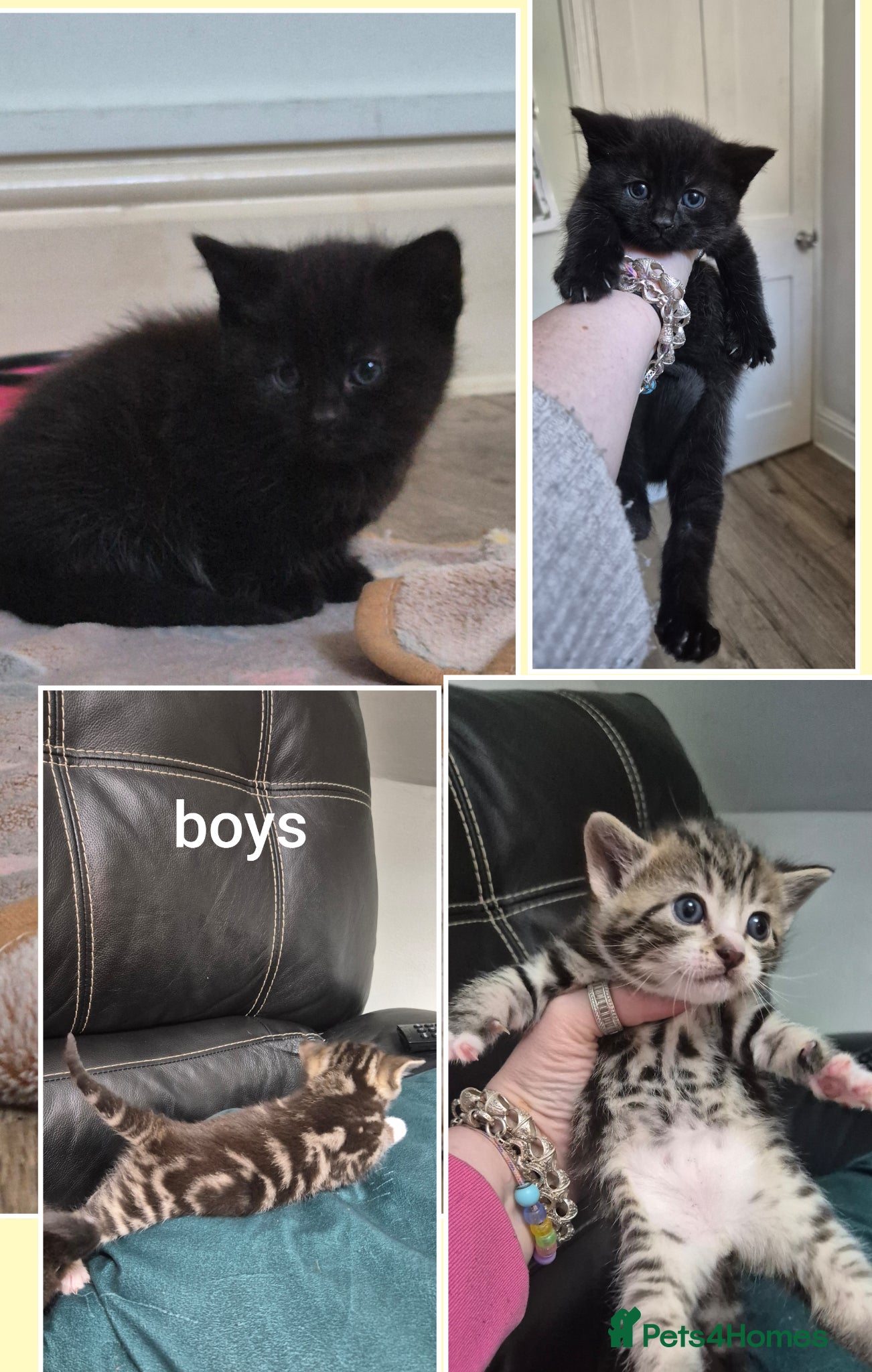 Mixed Breed cats 2 male Bengal cross kittens left  - Advert 11