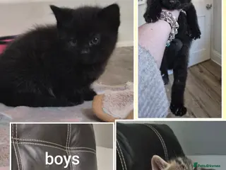 Mixed Breed cats 2 male Bengal cross kittens left - Advert 11