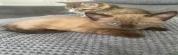 Domestic Shorthair cats for sale: Stunning super friendly kittens in Manchester - Advert 4