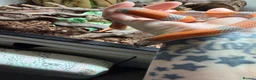 King Snake reptiles for sale: Grey banded king snake  - Advert 4