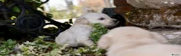 Golden Retriever dogs for sale: Beautiful Soft Gentle Golden Retrievers  - Advert 11