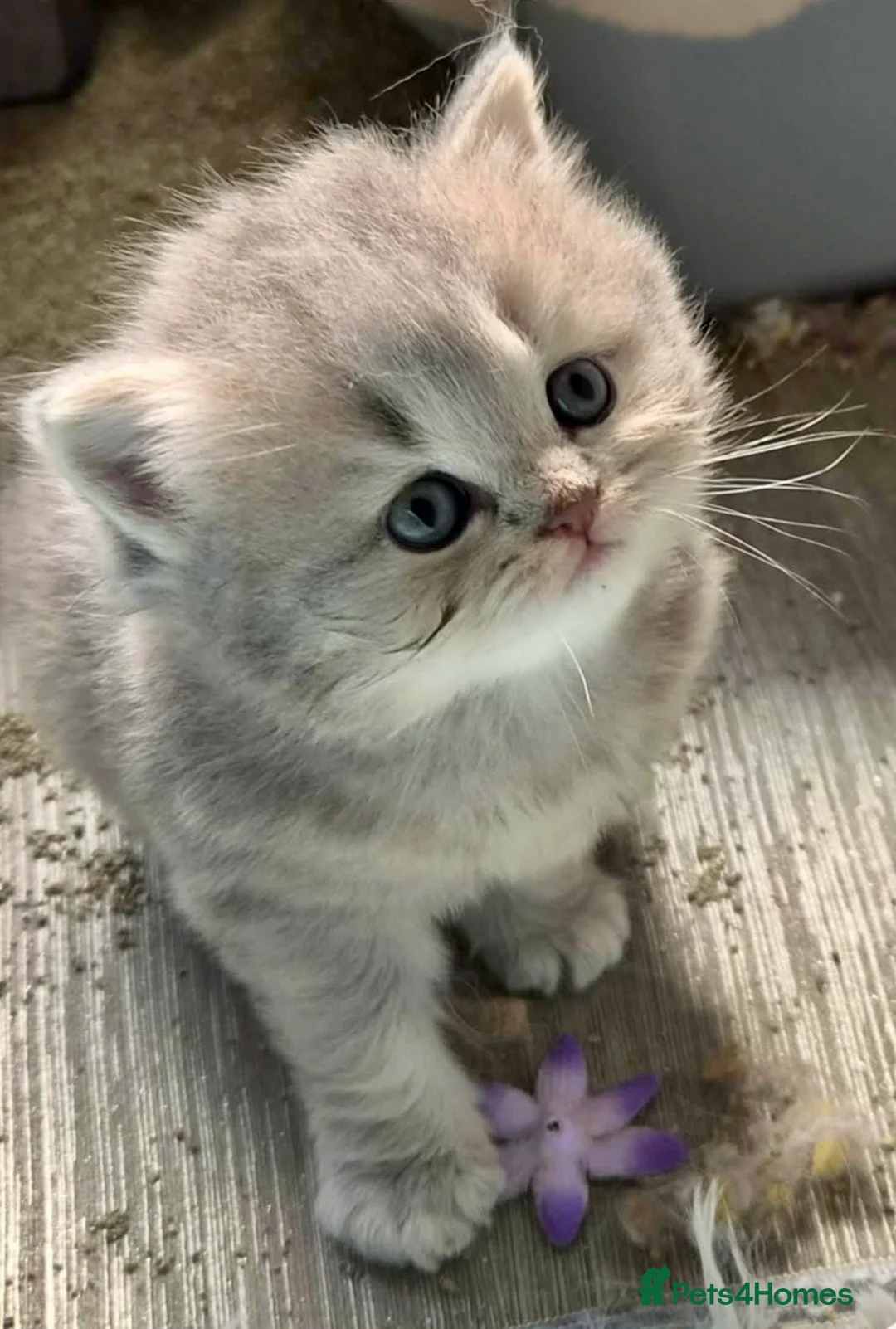 Persian cats for sale: GCCF PERSIAN BRITISH LONGHAIR LILAC FEMALE KITTEN - Advert 2