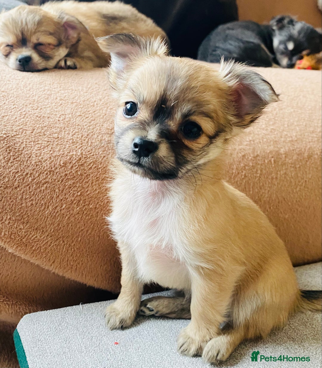 Chihuahua dogs for sale: Stunning Chihuahua puppies - Advert 3