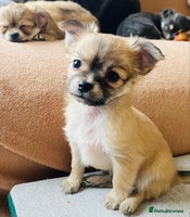 Chihuahua dogs Stunning Chihuahua puppies - Advert 2