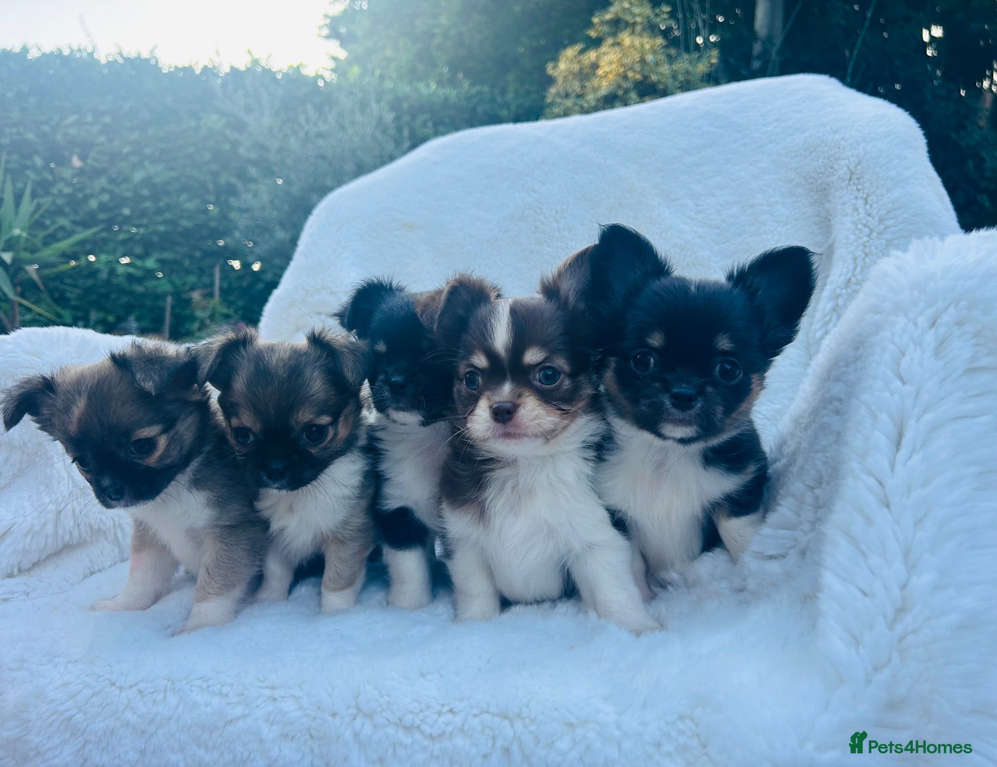 Chihuahua dogs Long Coat Chihuahua Puppies KC Registered  - Advert 1