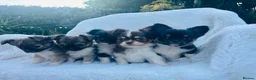 Chihuahua dogs for sale: Long Coat Chihuahua Puppies KC Registered  - Advert 1