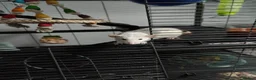 Rat rodents for sale: 1 dumbo Rex and 2 Dumbo all female 6 months old  in Birmingham - Advert 7