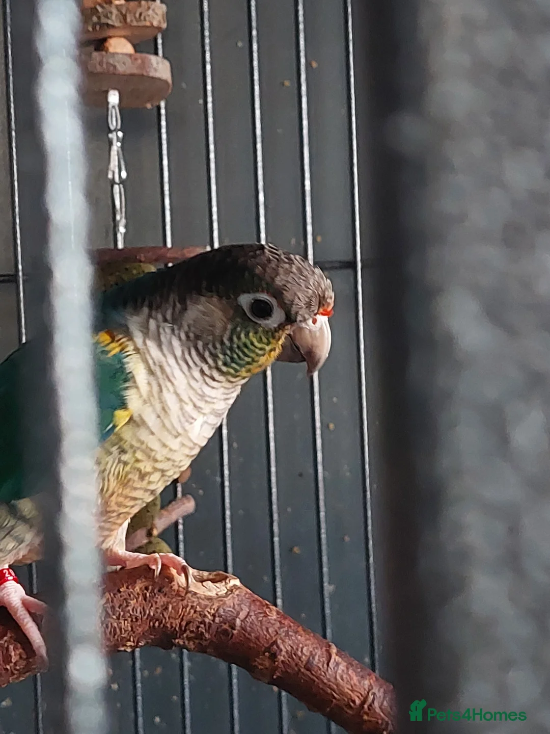 Conures birds for sale: Turquoise yellow sided/cinnamon  in Manchester - Advert 1