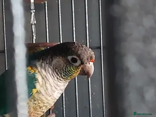 Conures birds Turquoise yellow sided/cinnamon - Advert 4