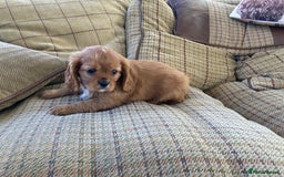 Cavalier King Charles Spaniel dogs for sale: KC ruby pups from health tested parents - Image 4