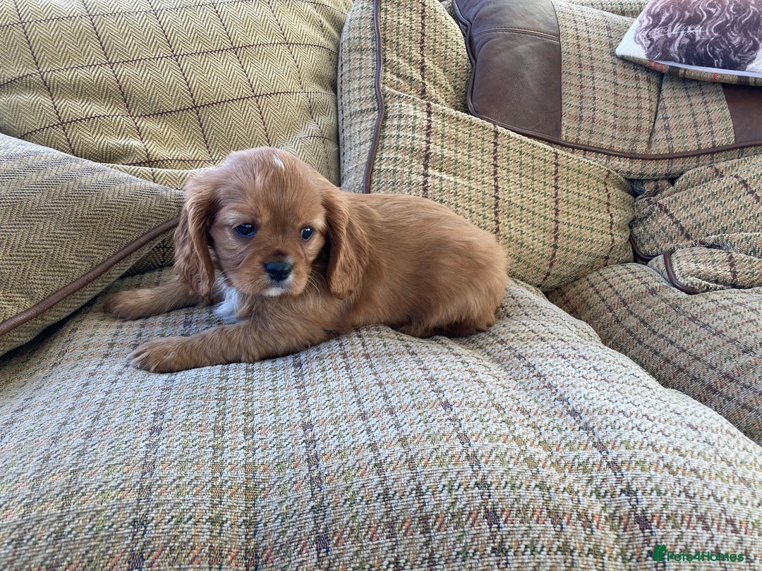 Cavalier King Charles Spaniel dogs for sale: KC ruby pups from health tested parents - Image 4