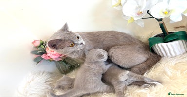 British Shorthair cats - Advert 13