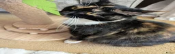 Mixed Breed cats for sale: 2 female cats  - Advert 2