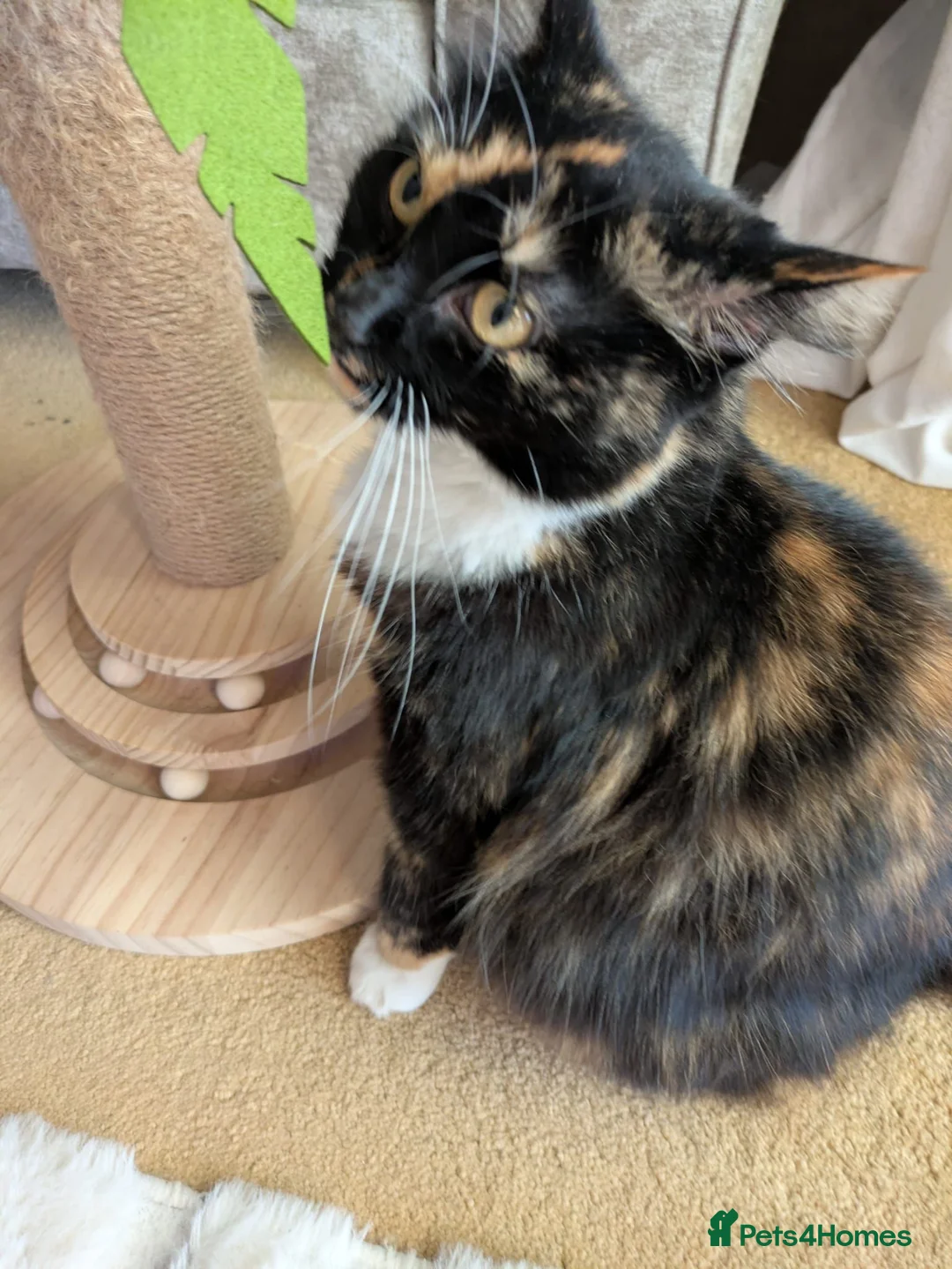 Mixed Breed cats for sale: 2 female cats  - Advert 2
