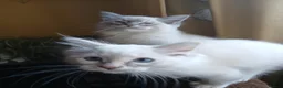 Ragdoll cats for sale: Beautiful brother and sister Ragdoll kittens - Advert 11