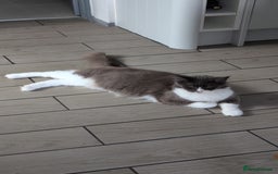 Maine Coon cats for sale: GCCF Maine Coon Cat for Sale – Loving Lap Cat - Image 9