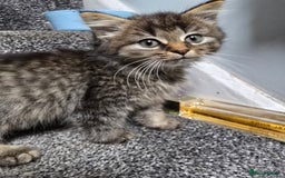 Maine Coon cats for sale: MaineCoon X Male Kitten  - Image 3