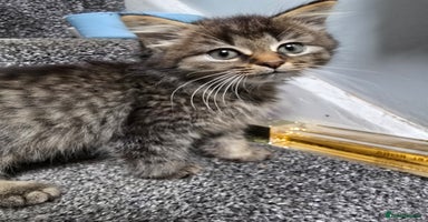 Maine Coon cats - Advert 2