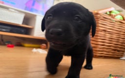 Labrador Retriever dogs for sale: 1 black boy left! ready to leave! Perfect labs! - Image 30