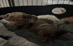 Dachshund dogs for sale: Beautiful litter of dachshund puppies … ONE  LEFT  - Image 10