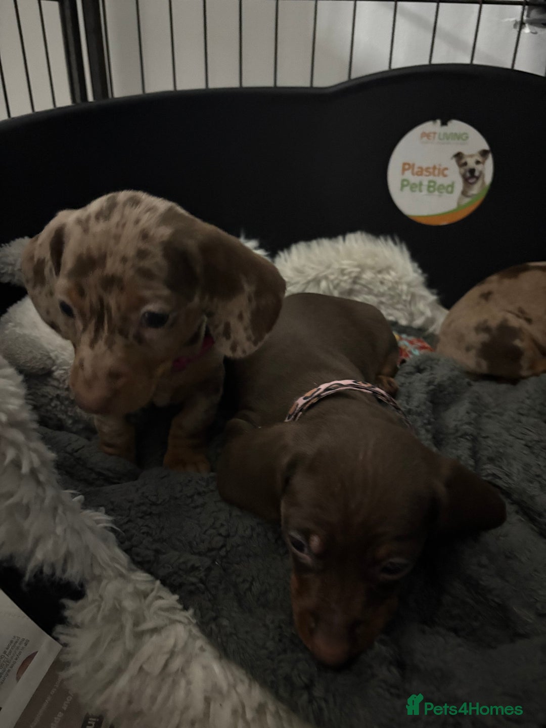Dachshund dogs for sale: Beautiful litter of dachshund puppies … ONE  LEFT  - Image 10