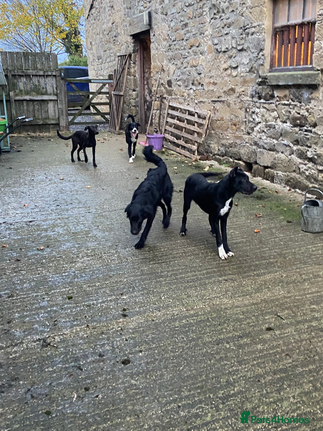 Mixed Breed dogs for sale: Collie x Huntaway pups - Advert 5