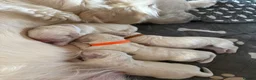 Golden Retriever dogs for sale: Stunning Cream Golden Retriever Puppies  - Advert 11