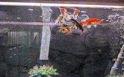 Goldfish fish for sale: 6 goldfish all healthy.  - Image 3