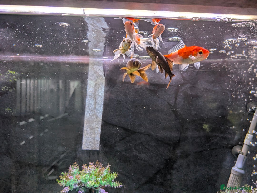 Goldfish fish for sale: 6 goldfish all healthy.  - Image 3