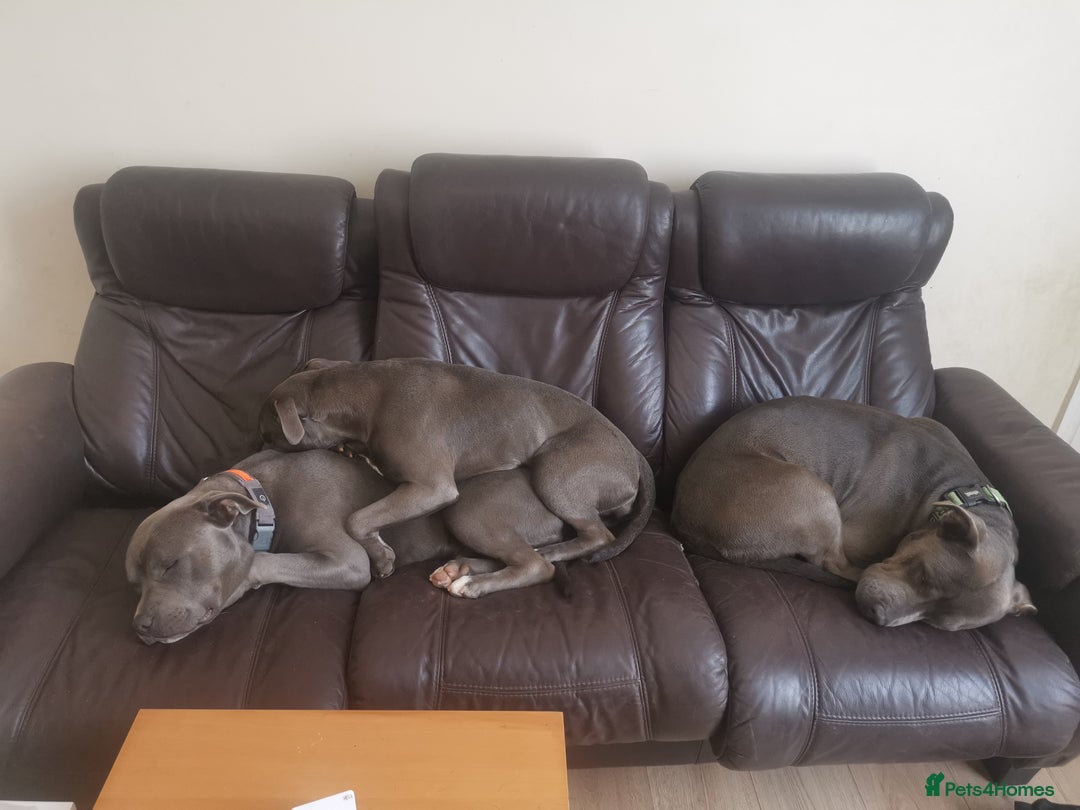 Staffordshire Bull Terrier dogs for sale: nice and happy puppy  - Image 4
