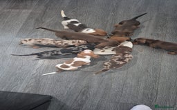 Miniature Dachshund dogs for sale: Beautiful miniature dashound puppies - Image 1