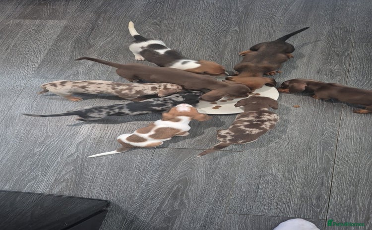 Miniature Dachshund dogs - Advert 2