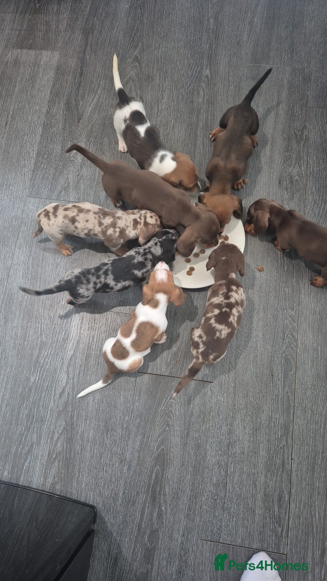 Miniature Dachshund dogs for sale: Beautiful miniature dashound puppies - Image 1