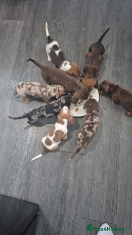 Miniature Dachshund dogs - Advert 2