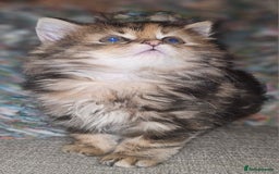 Persian cats for sale: Persian Kittens ready now - Image 4