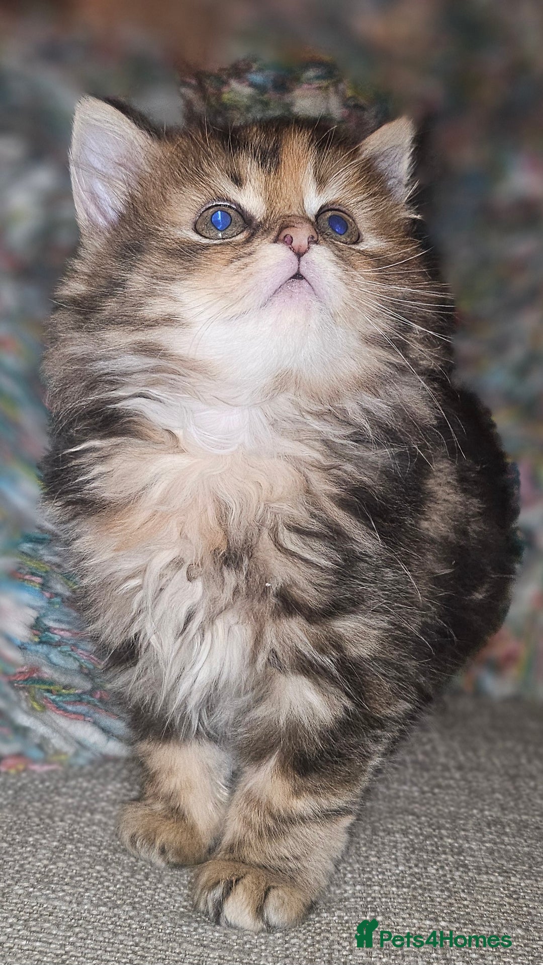 Persian cats for sale: Persian Kittens ready now - Image 4