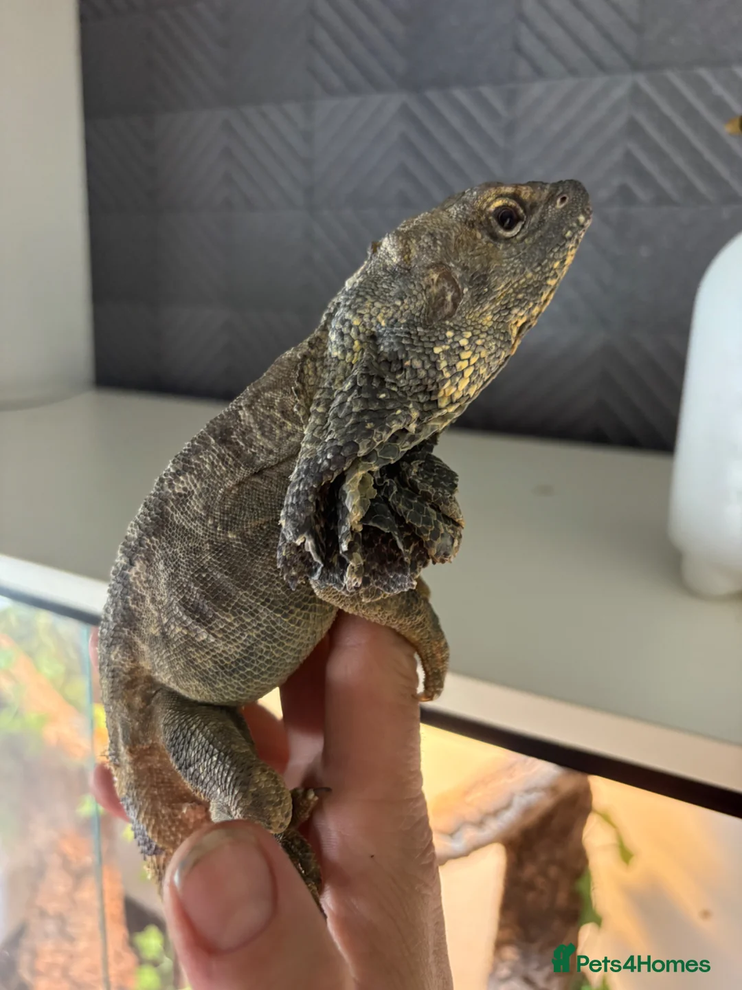 Dragon reptiles for sale: Pair of frilled dragons - Advert 1