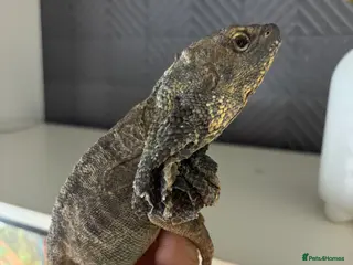 Dragon reptiles Pair of frilled dragons - Advert 11