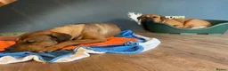 Rottweiler dogs for adoption: Bruce is a 5,5 month Rottweiler x staffi  - Advert 8