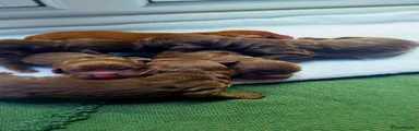 Cocker Spaniel 6