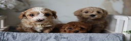 Cavapoo dogs for sale: F1 Cavapoos Ready 22nd December 🐾💕 - Advert 12