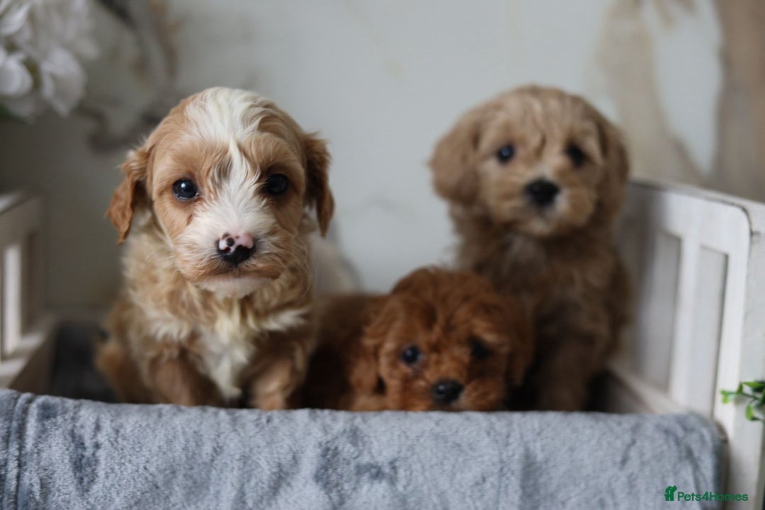 Cavapoo dogs for sale: F1 Cavapoos Ready 22nd December 🐾💕 - Advert 12