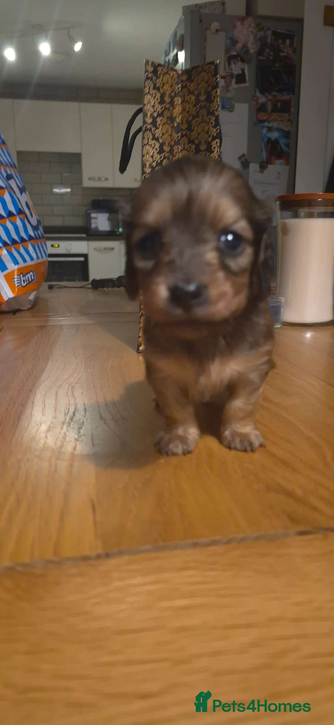 Dachshund dogs for sale: Miniature dachshund shaded cream girls - Advert 8