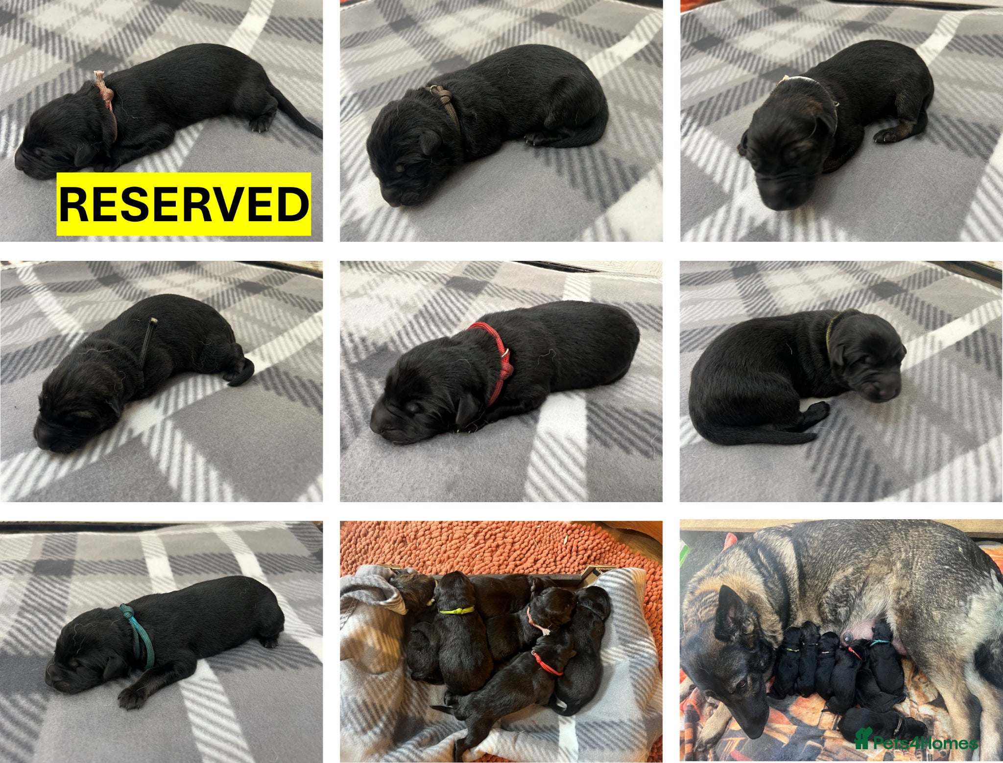 German Shepherd dogs Straight Back w/line German Shepherd puppies - Advert 3