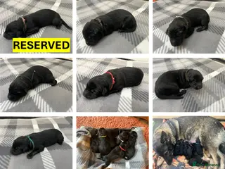 German Shepherd dogs Straight Back w/line German Shepherd puppies - Advert 3