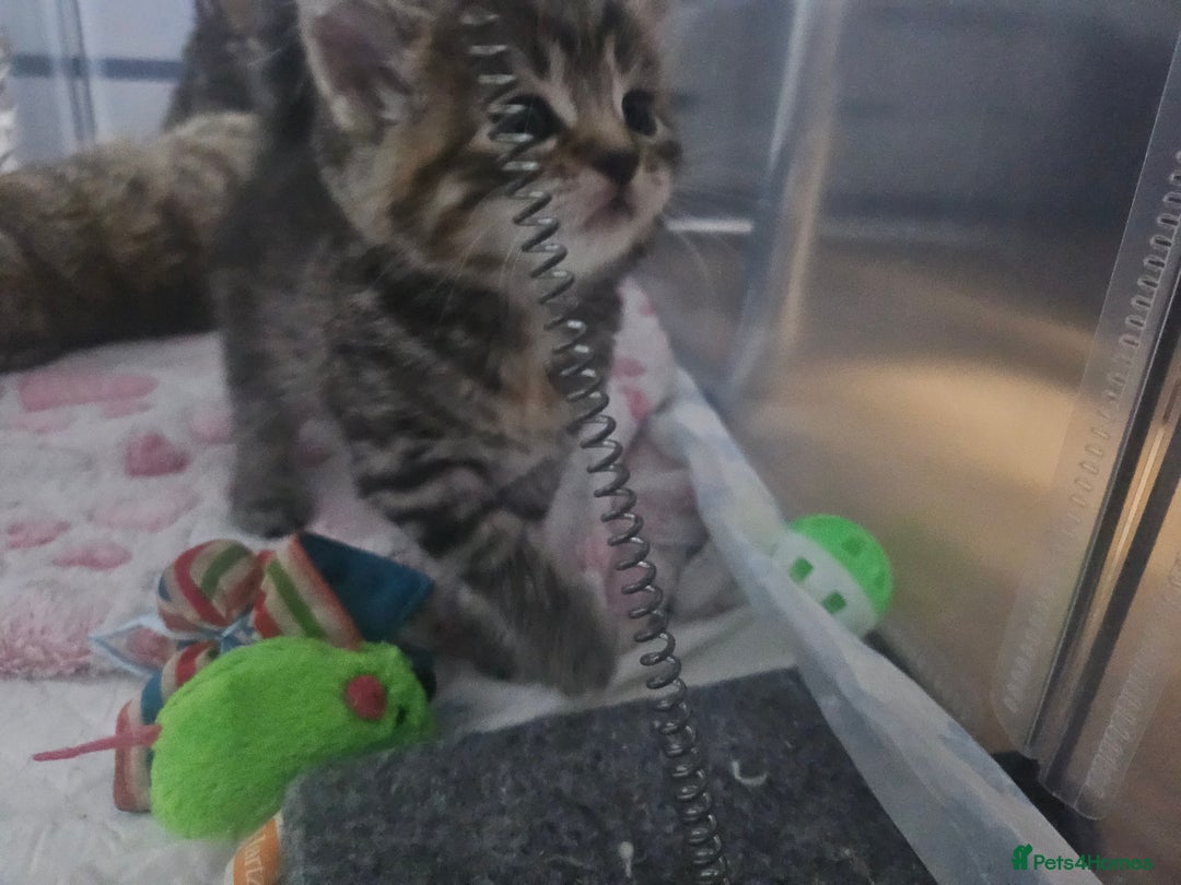 European cats for sale: Female tabby europian shorthair mixed kitten 🏡  - Image 3