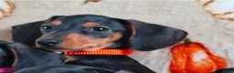 Miniature Dachshund dogs for sale: ADORABLE MINI DACHSHUNDS  - Advert 10