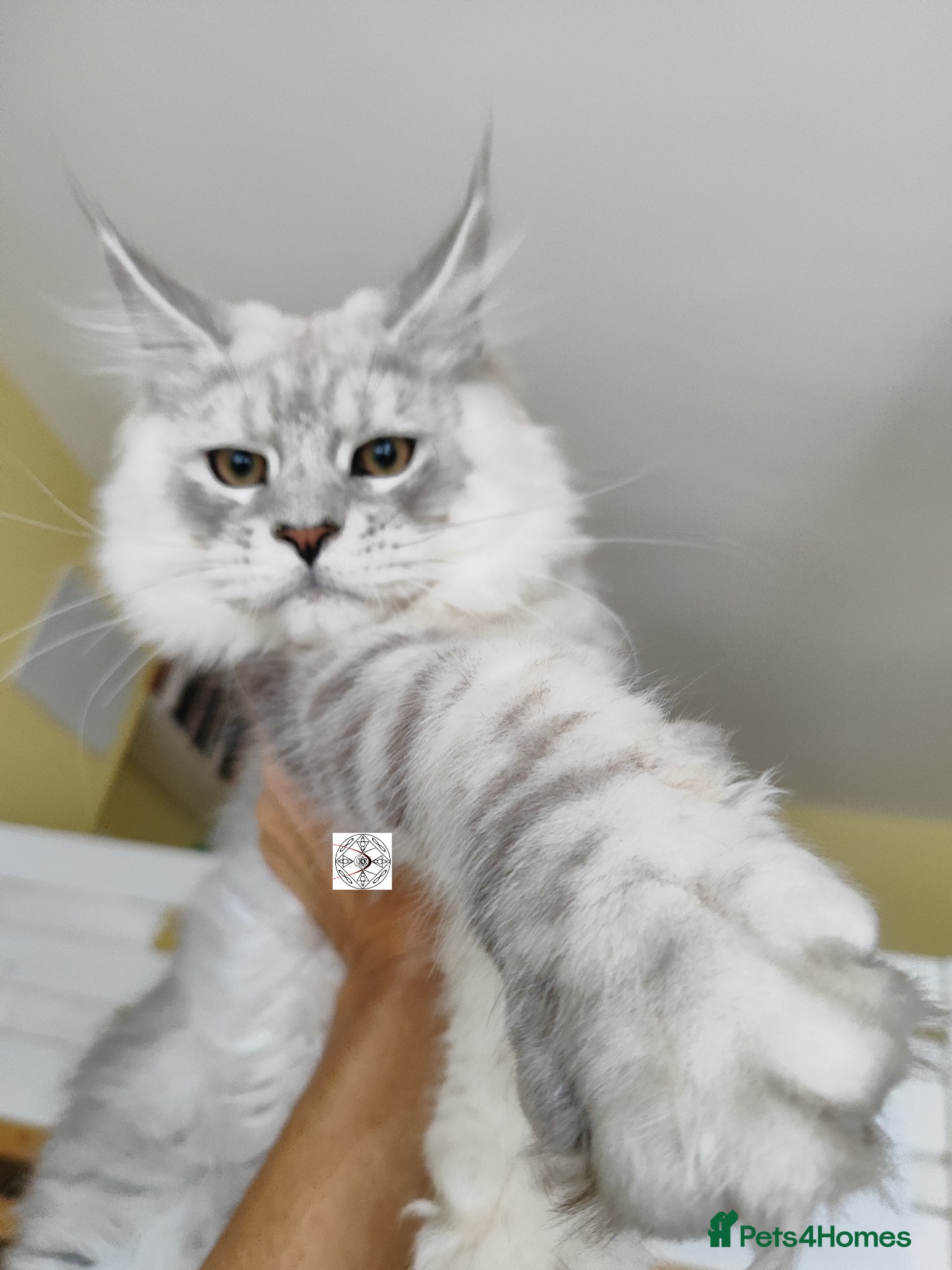 Maine Coon cats XXL Maine coon boy  - Advert 1